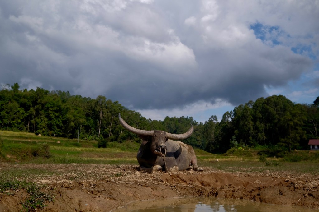 Toraja is indeed Melo I – Batutumonga and the Bamboo&nbsp;Forest